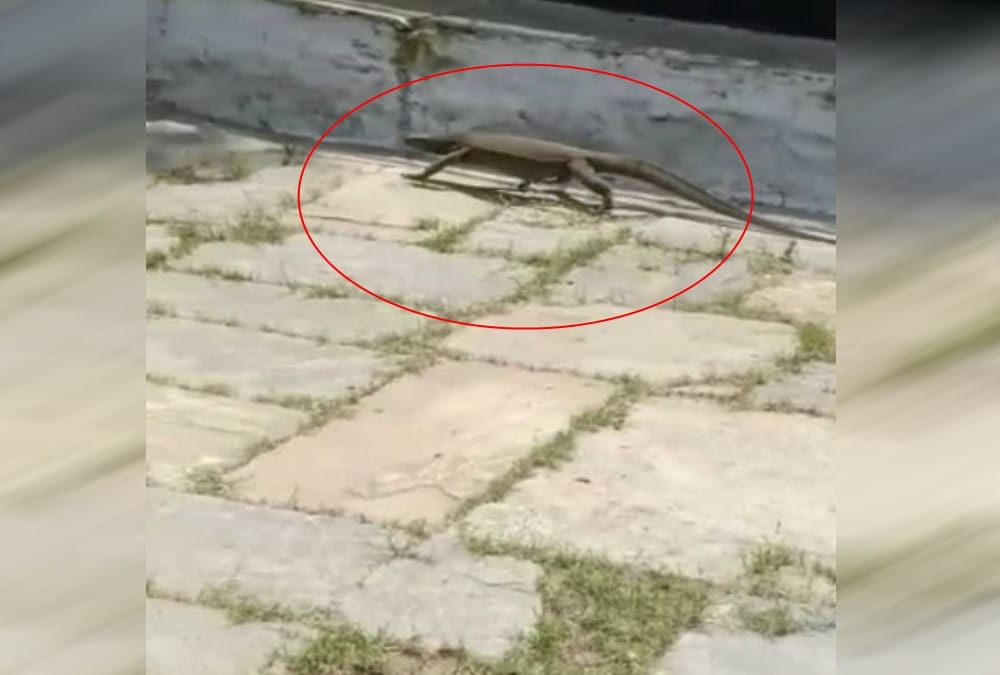 Big Monitor lizard found in college in almora 