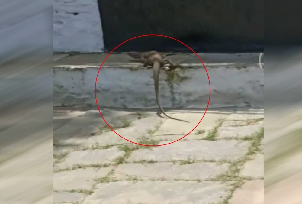 Big Monitor lizard found in college in almora 