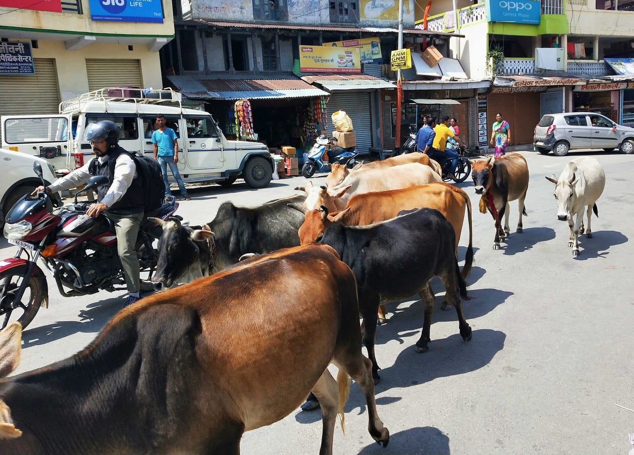 Threatened women on chairmen's establishment concerning unclaimed animals