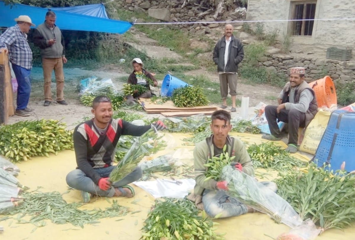 Delhi Ghazipur flower market flowers cultivation in lahaul valley