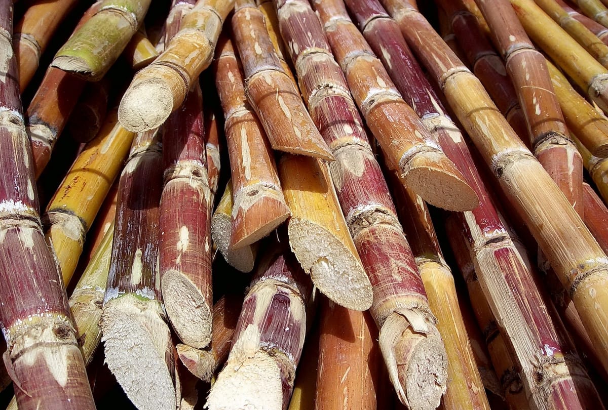Muzaffarnagar: Farmer dies due to fire while blowing cane leaf