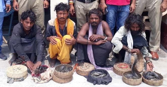 Sapling the four snake charmers in the train by showing the snake