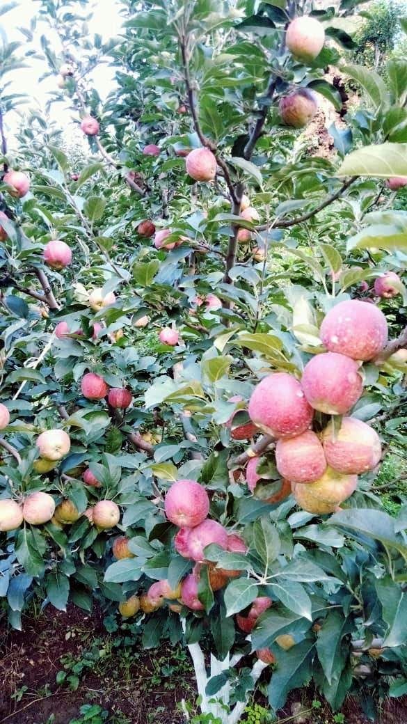 This time apple bumper yields