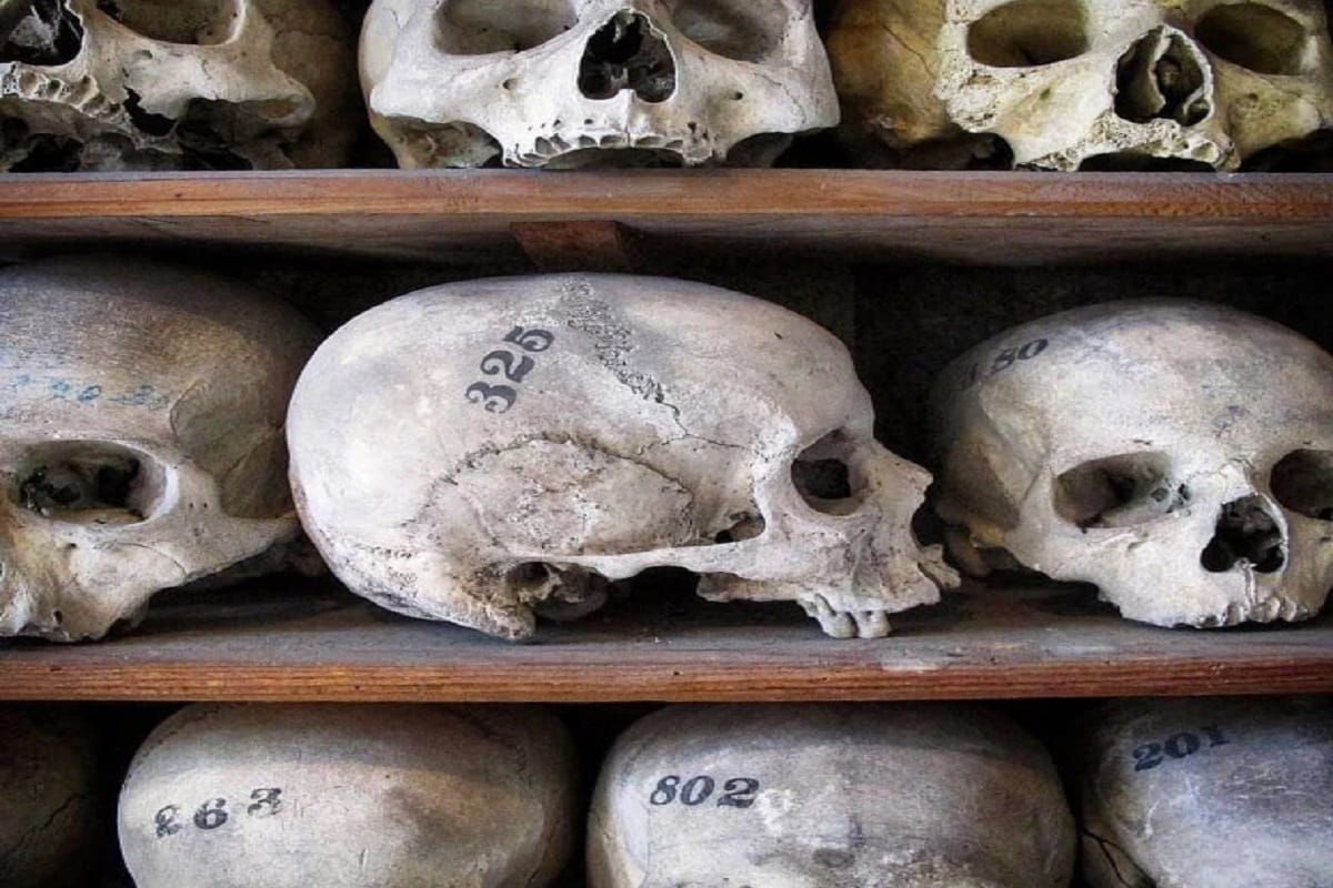 Human Skull