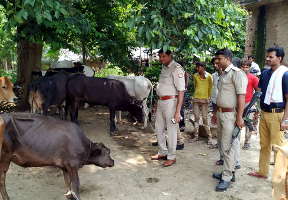 cow, police