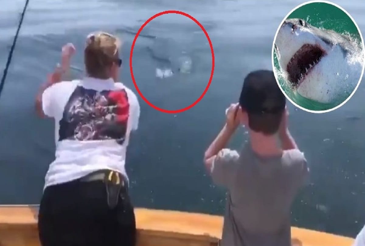 White Shark jumps and snatches a fish in Massachusetts USA Video Viral