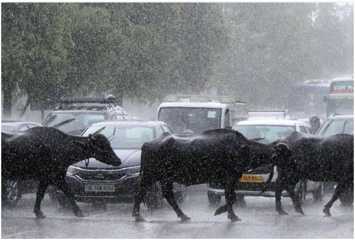 Delhi Weather Forecast Delhi NCR Rain Possibility for 4 Days Winters Will Come by 10 IMD Monsoon News in Hindi