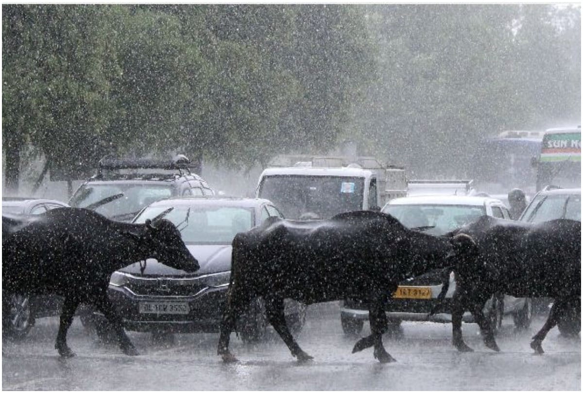 Delhi NCR monsoon weather report minimum and maximum temperature after rain