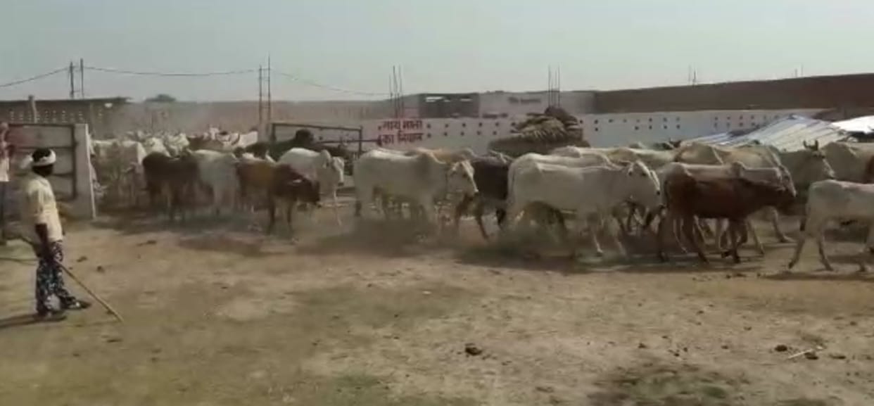 cow, gaushala