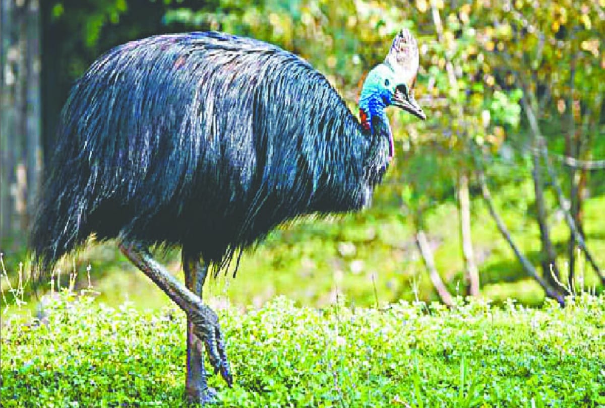 World's Most Dangerous Bird Cassowary died In The Zoo