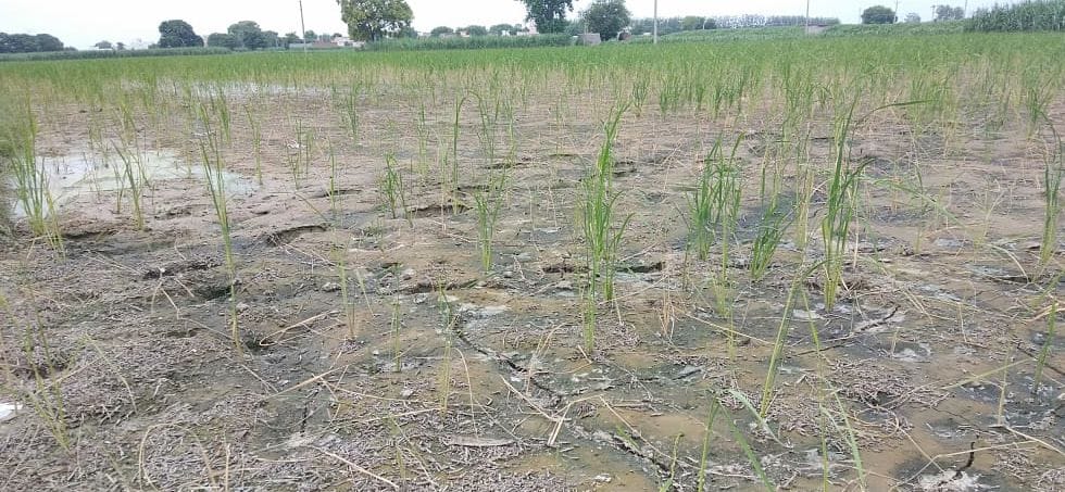 bacanee disease attack by pre rice crops