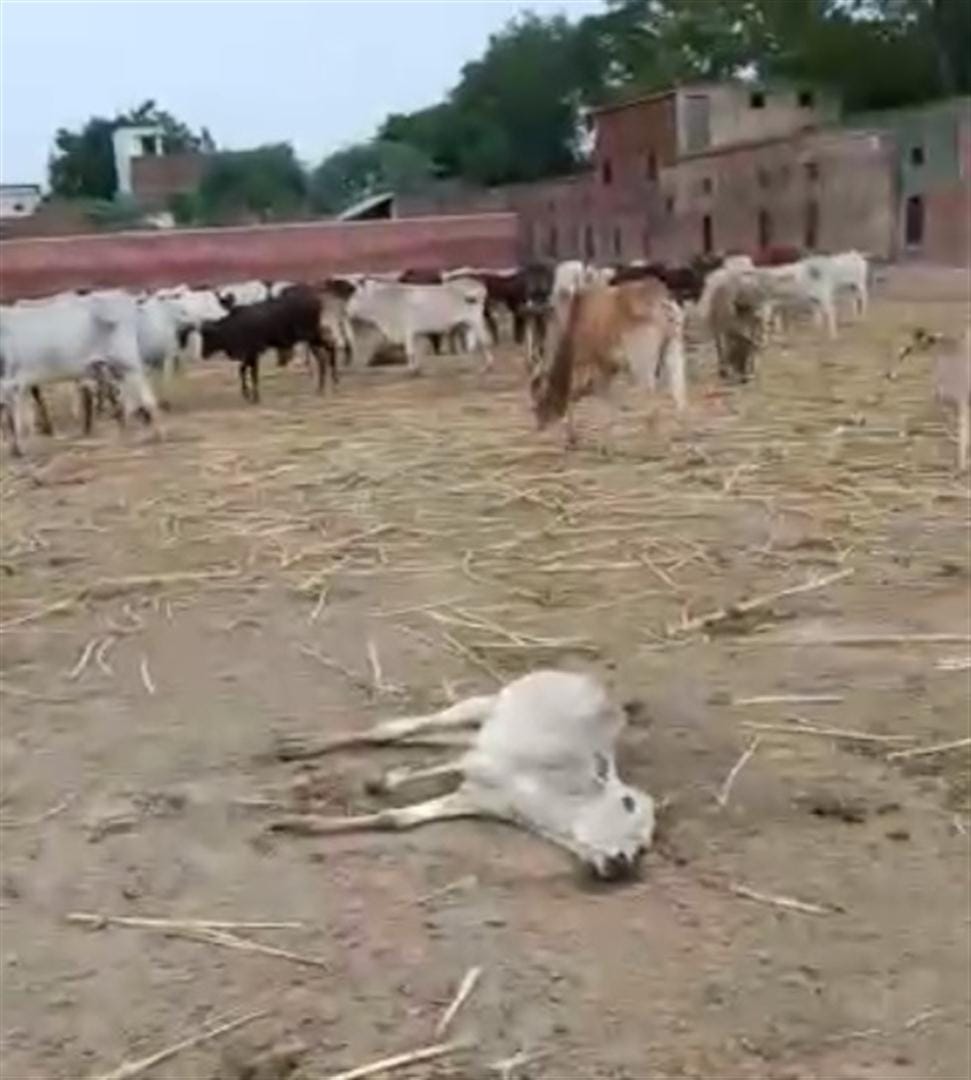 Cows absconding in dead bodies