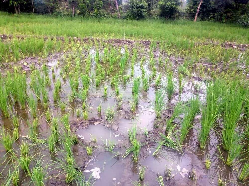 Elephants Four Bigha Crops of Chhat Paddy