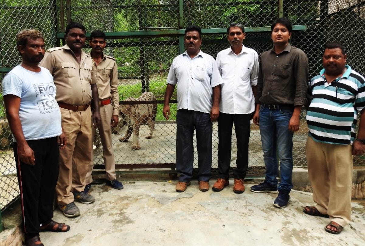 white tigress reached in lucknow zoo