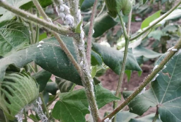 Cotton Farmers Facing Problem Of Mealybug In Crops