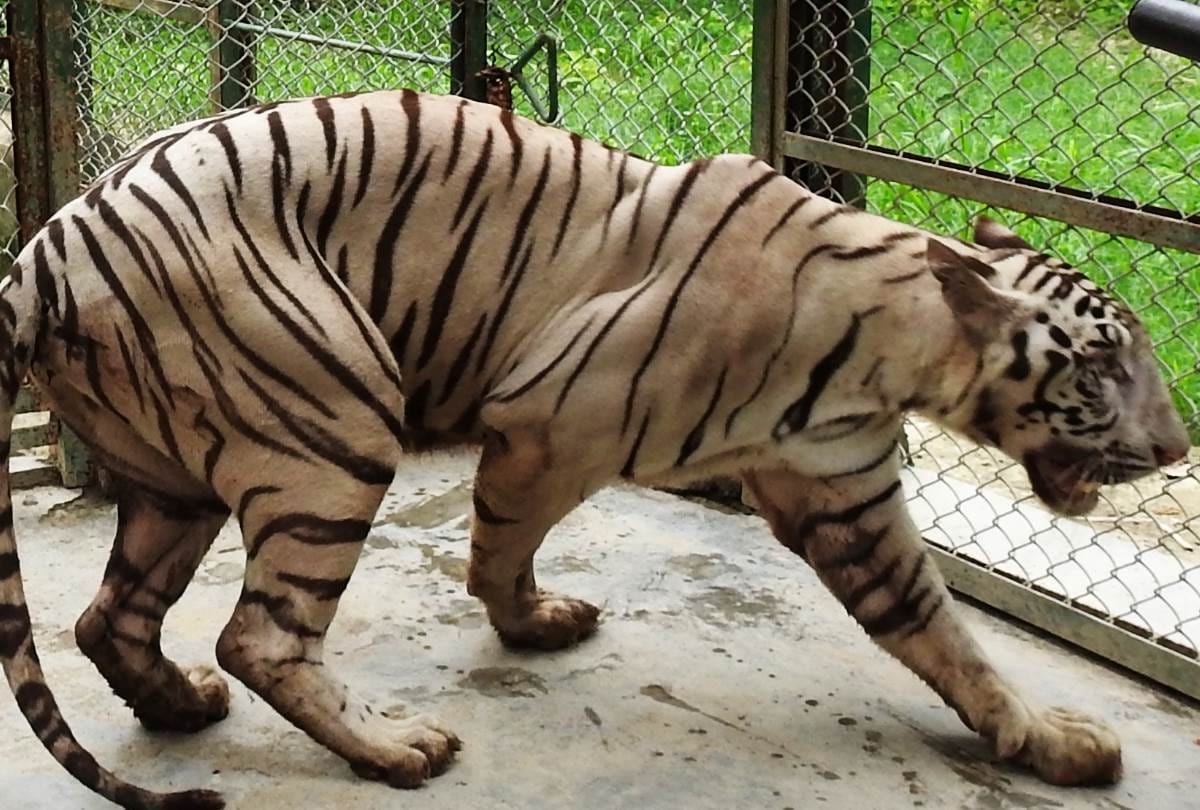 white tigress reached in lucknow zoo