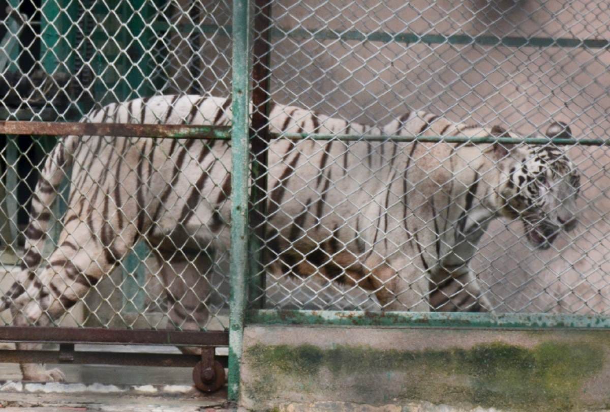 white tigress reached in lucknow zoo