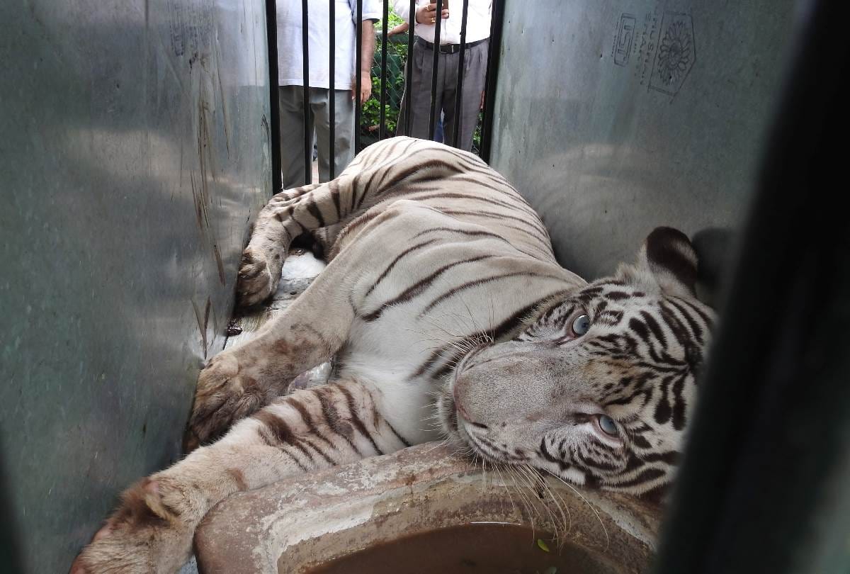 white tigress reached in lucknow zoo