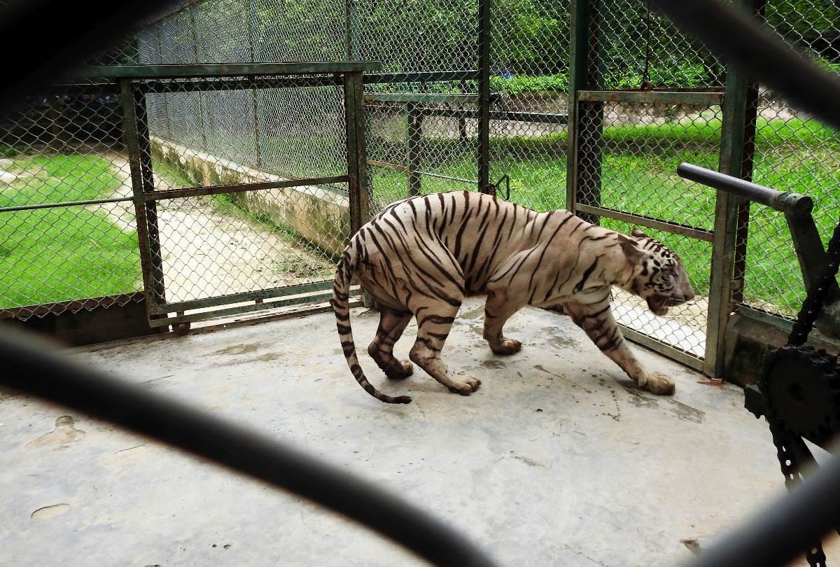 white tigress reached in lucknow zoo
