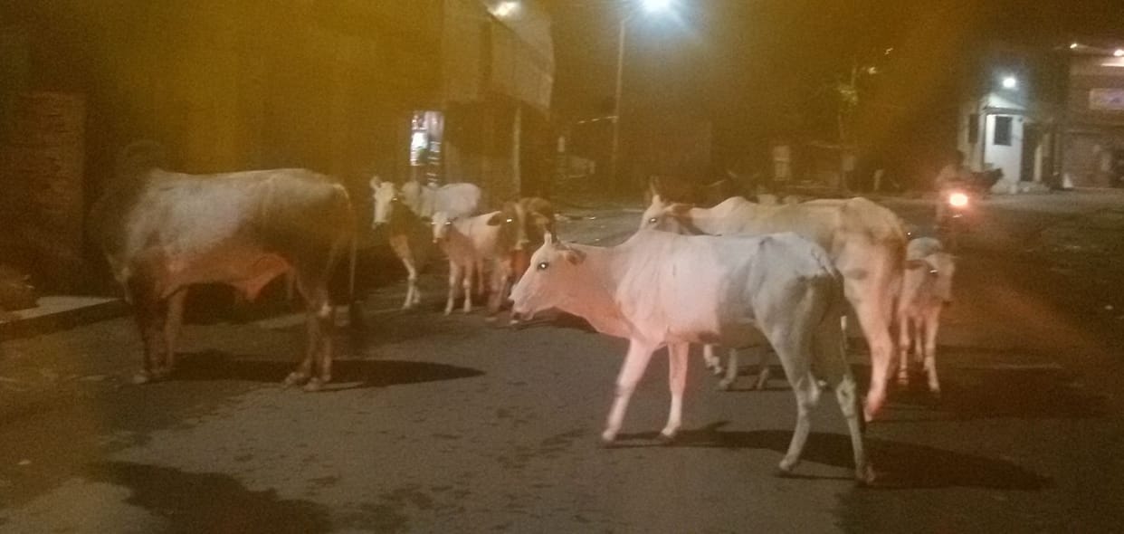 cow are on road