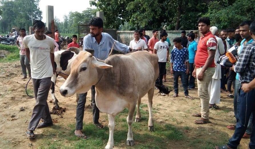 Muzaffarnagar: Dogs killed calf in Geshala
