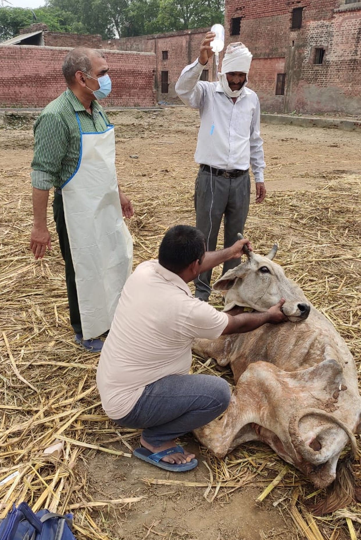 Commissioner Angry on Cows Absconding in dead bodies in aligarh chherat