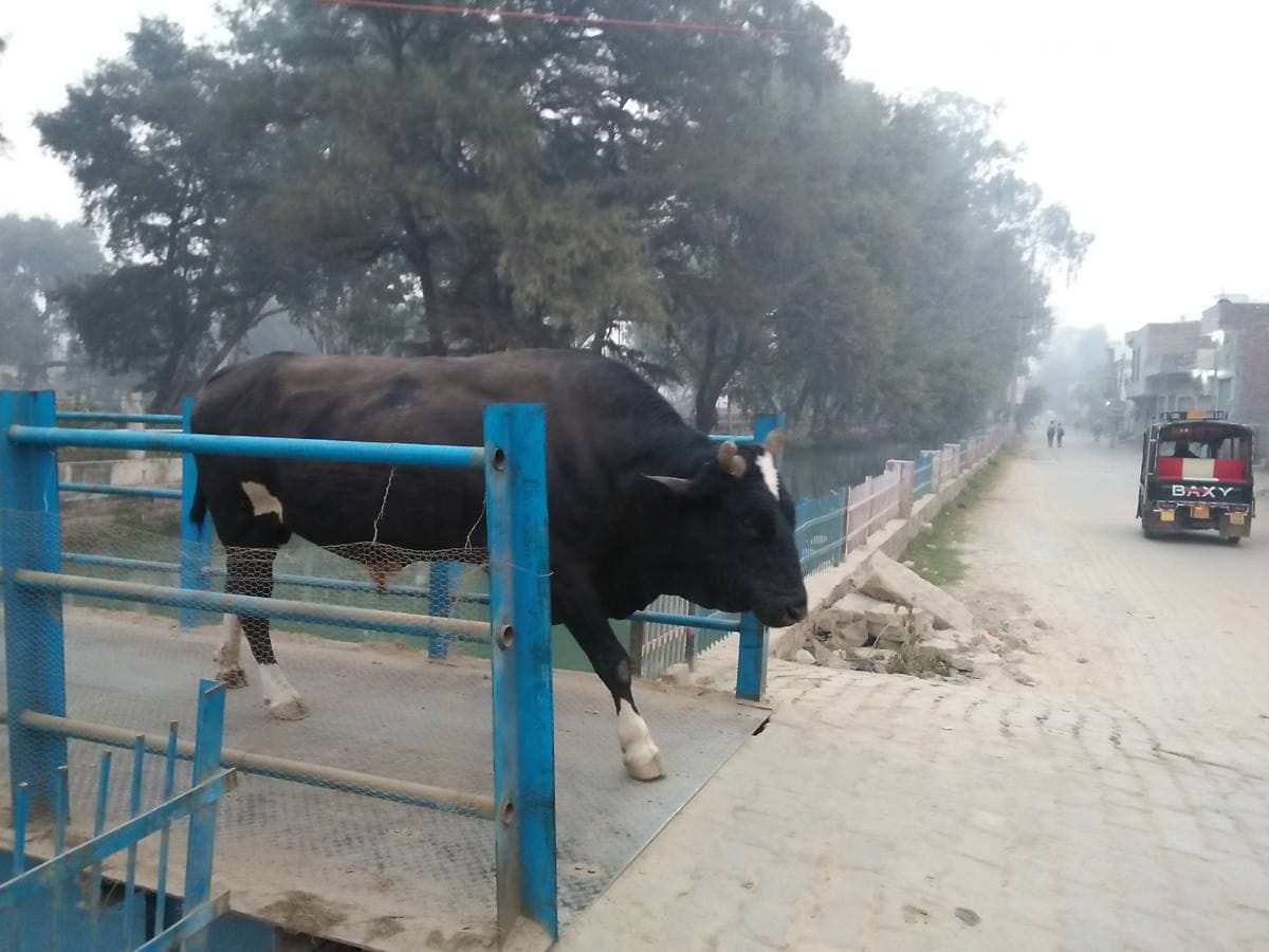 Bull panic injured five people  in three accidents