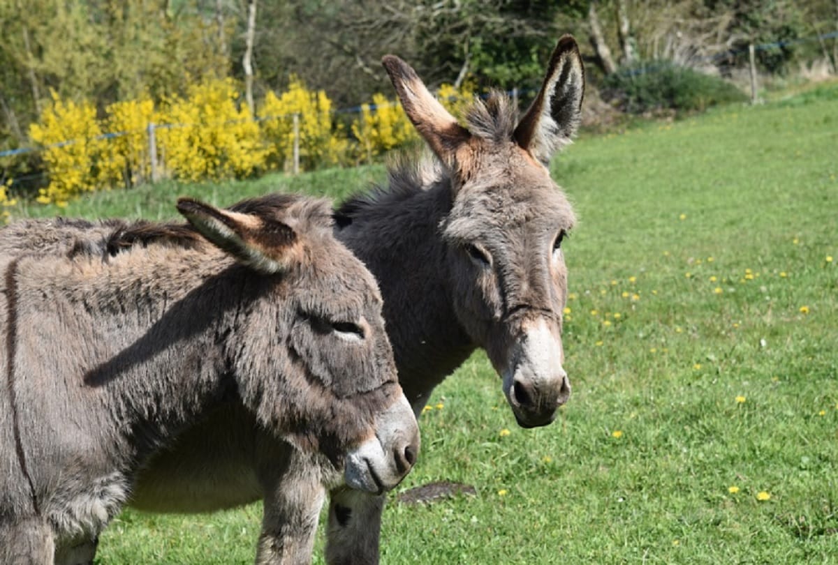 People performed marriage of two donkeys to please rain god in Telangana