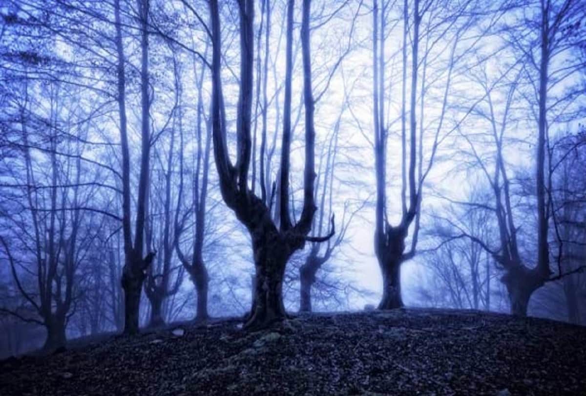 world most mysterious forest hoia baciu transylvania haunted bermuda triangle of romania