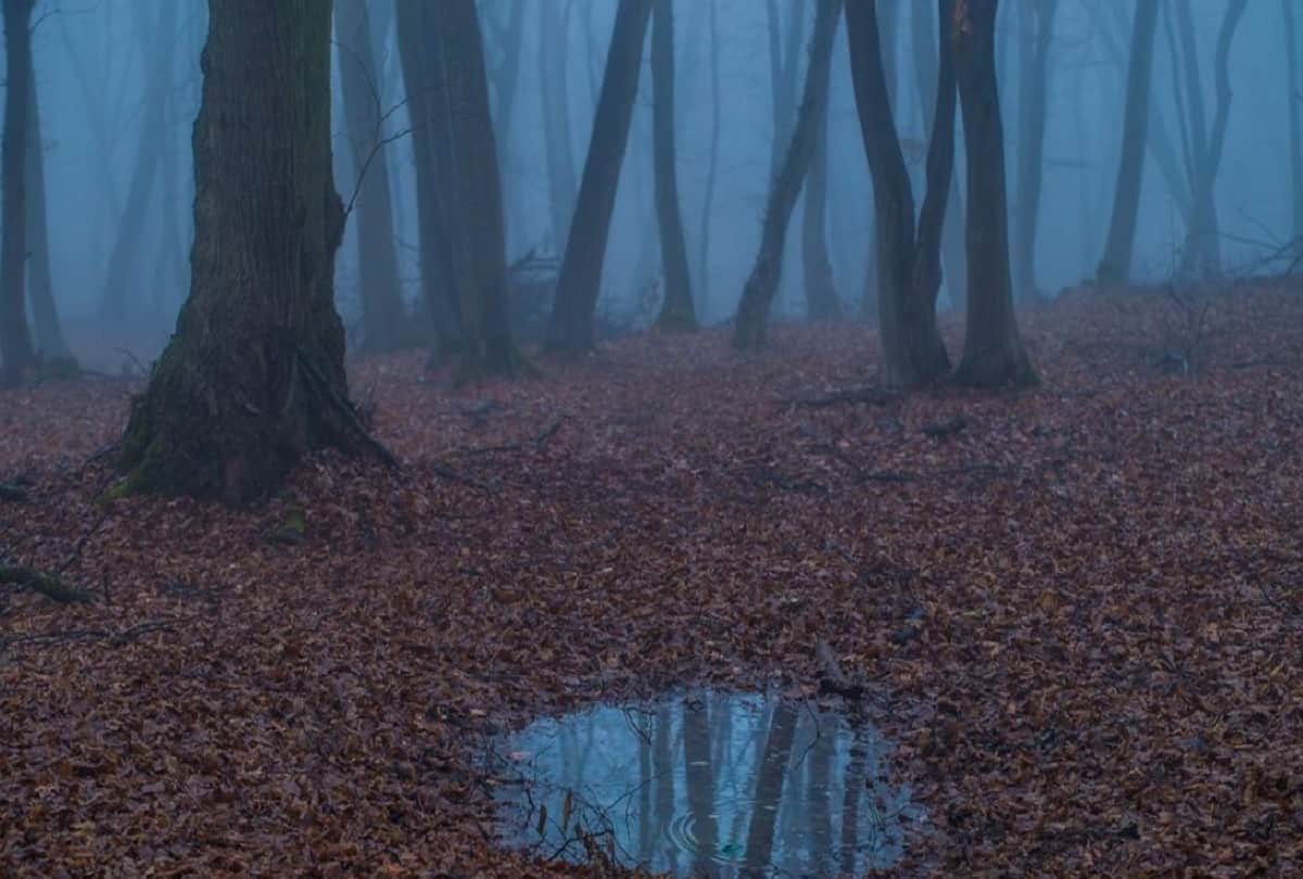 Hoia Baciu Transylvania Haunted Forest The Bermuda Triangle of Romania Mysterious Forest