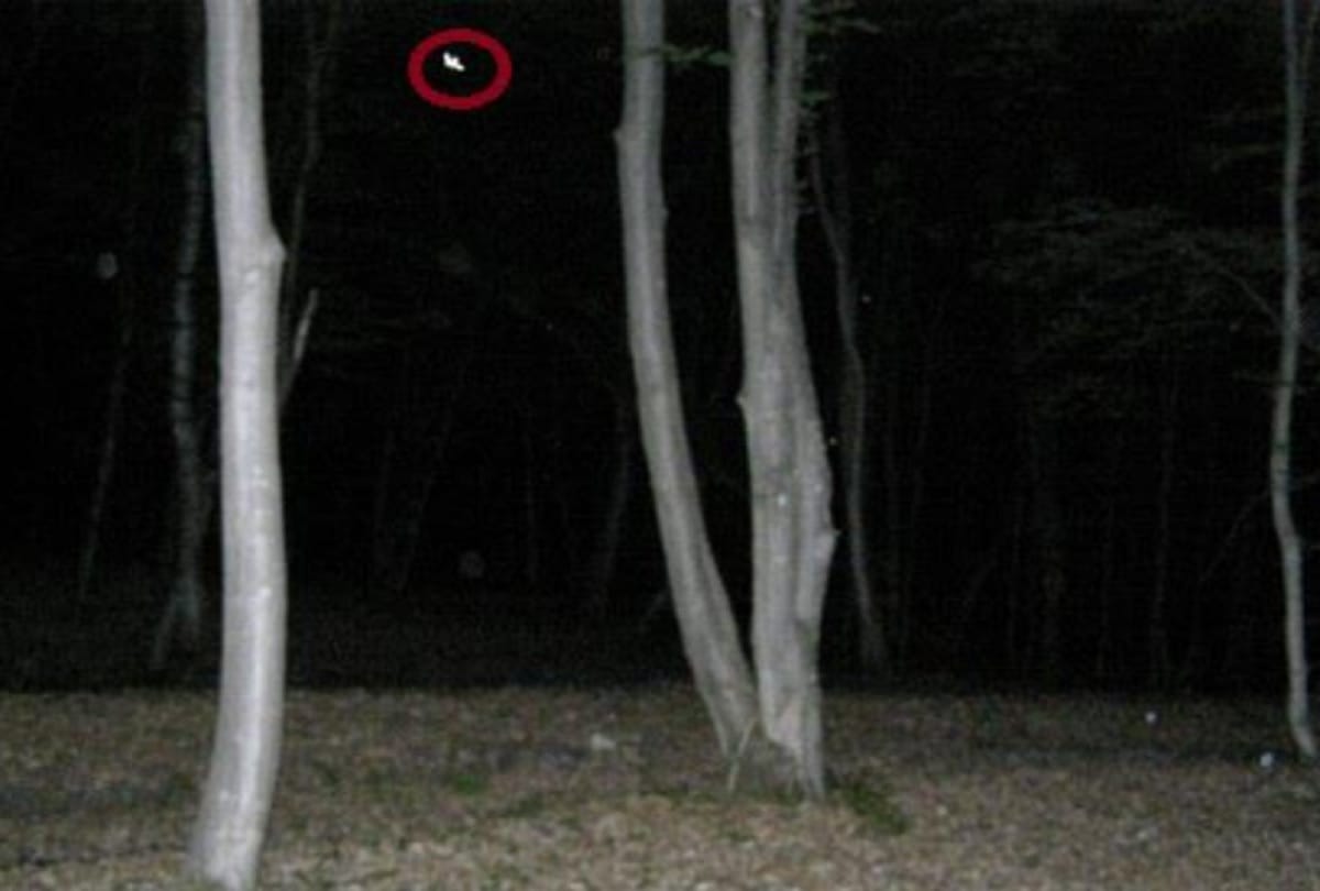 Hoia Baciu Transylvania Haunted Forest The Bermuda Triangle of Romania Mysterious Forest