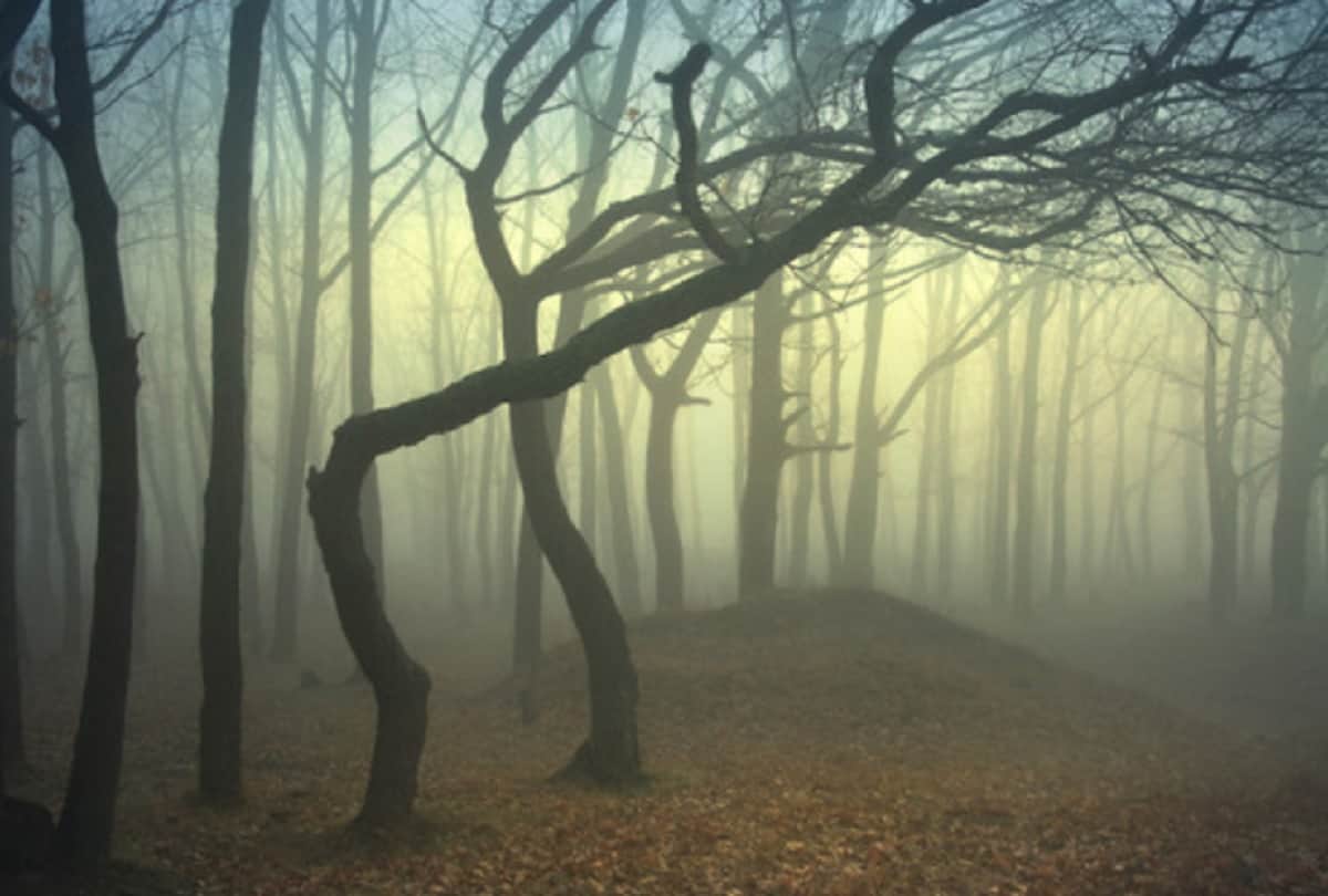 Hoia Baciu Transylvania Haunted Forest The Bermuda Triangle of Romania Mysterious Forest