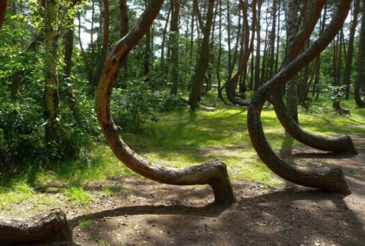 Hoia Baciu Transylvania Mysterious Forest In The World Haunted Bermuda Triangle Of Romania