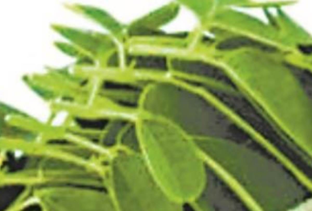 Know about the benefits of moringa vegetable
