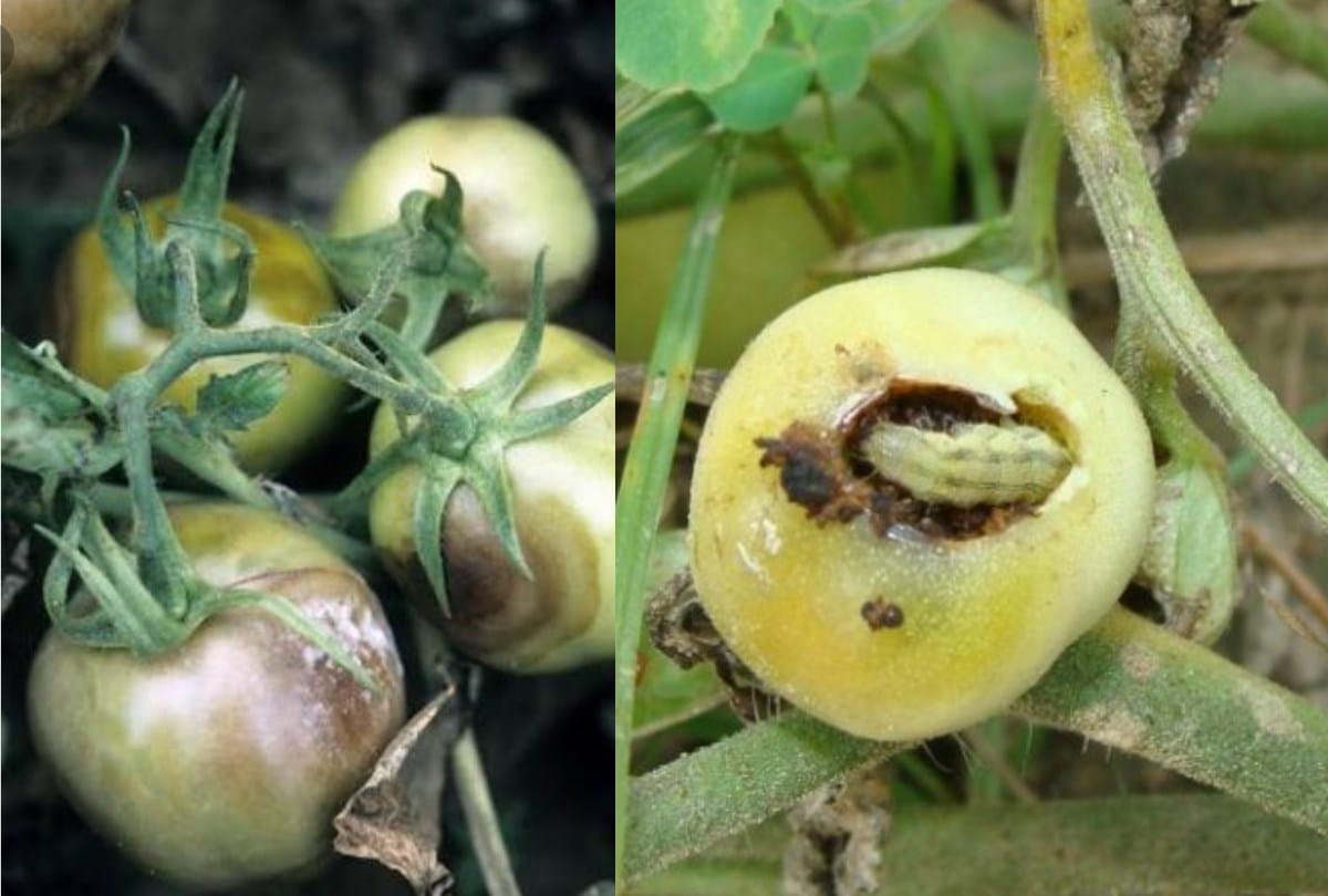 Buckeye rot of tomato fungus in tomato in HImachal Pradesh