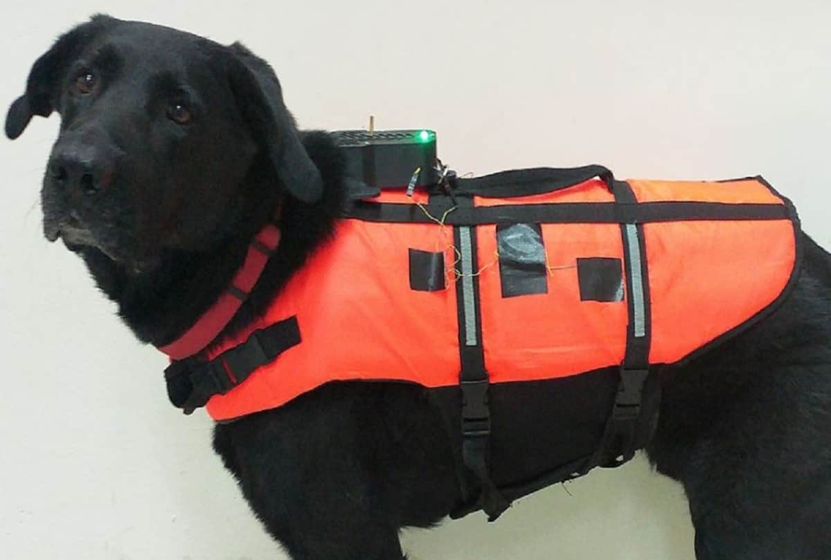 Scientists Invent Haptic Vest that allows to Control Dogs Remotely in Israel