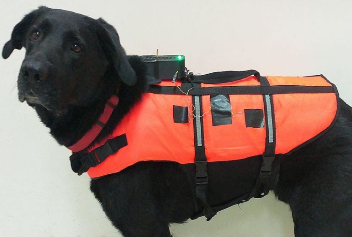 sniffer dogs could detect coronavirus in humans, new study