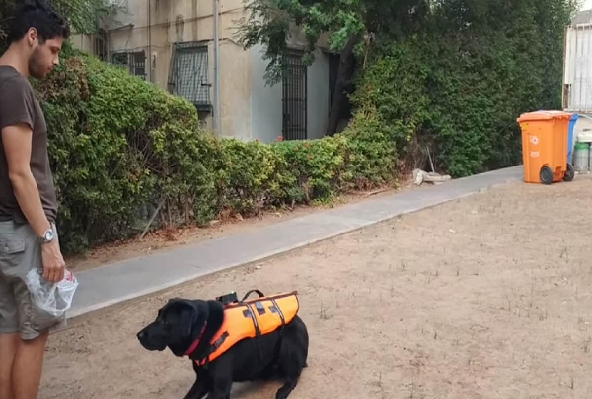 Scientists Invent Haptic Vest that allows to Control Dogs Remotely in Israel