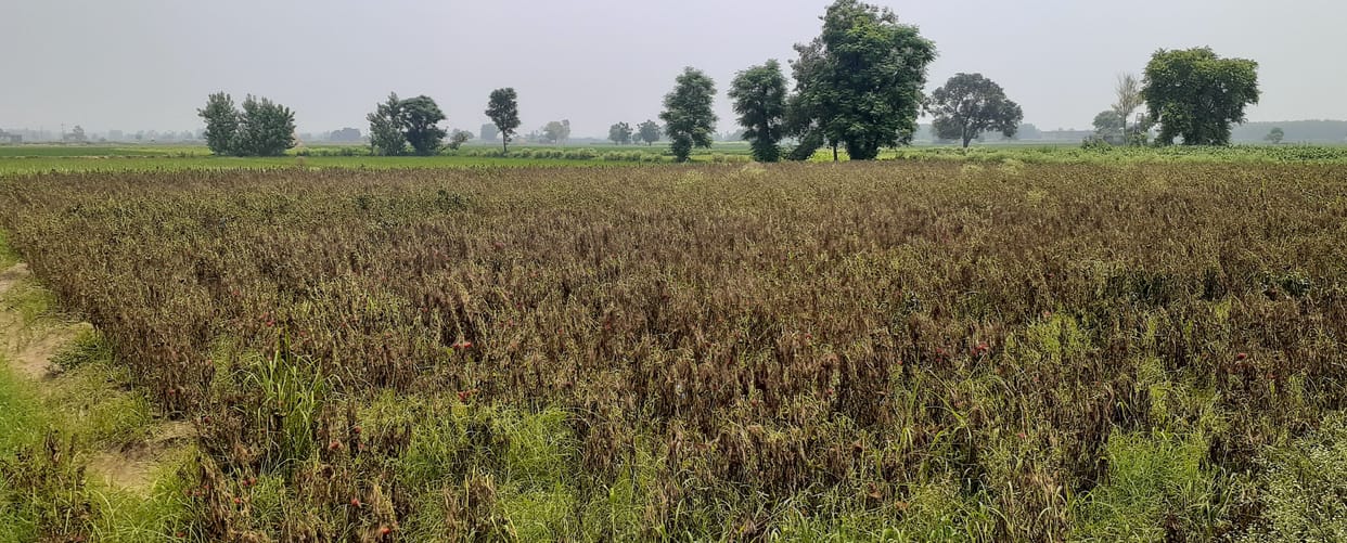 Crop Of Shimla mirch Destroyed In Ambala