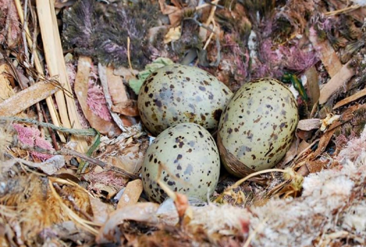 Bird Eggs Communicate to each other and Vibrate to Warn One Another on the time of Danger