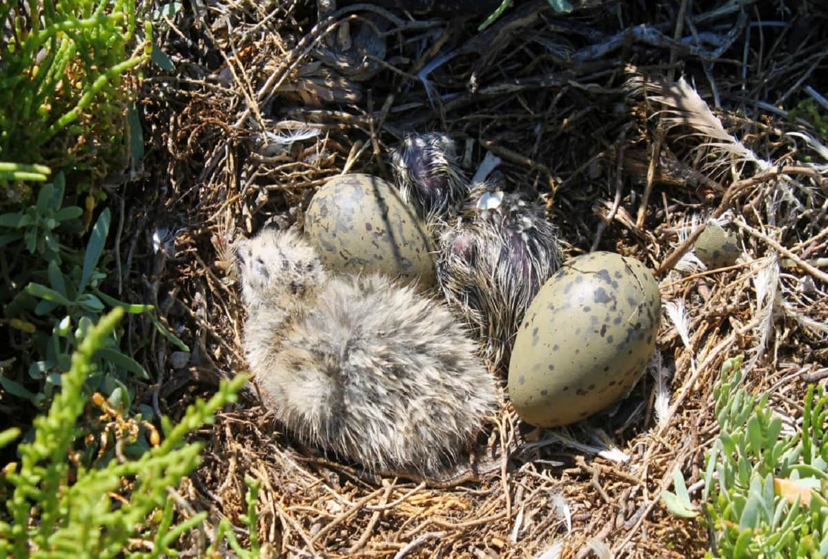 Bird Eggs Communicate to each other and Vibrate to Warn One Another on the time of Danger