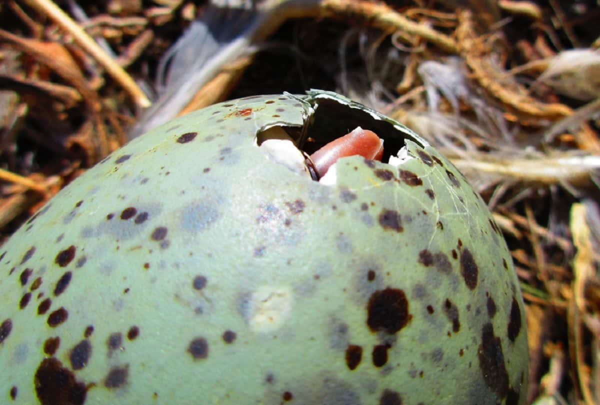 Bird Eggs Communicate to each other and Vibrate to Warn One Another on the time of Danger