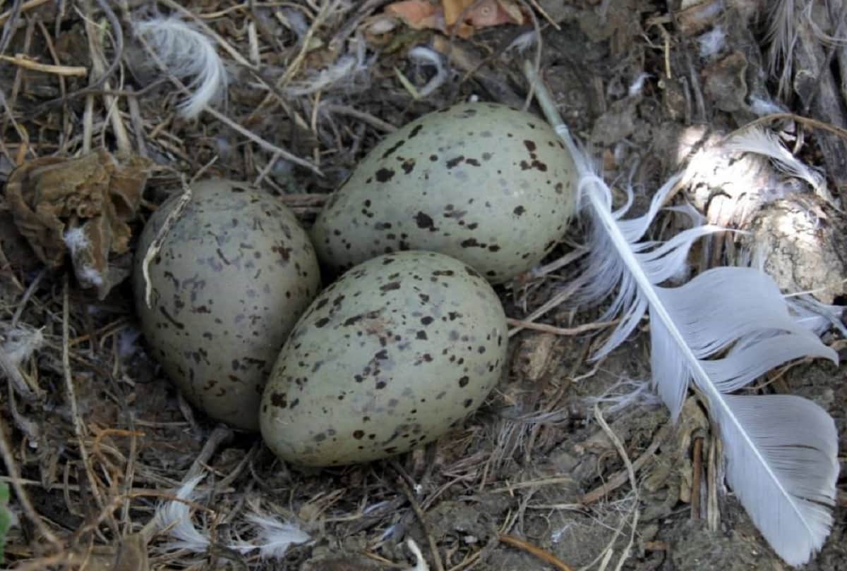 Bird Eggs Communicate to each other and Vibrate to Warn One Another on the time of Danger