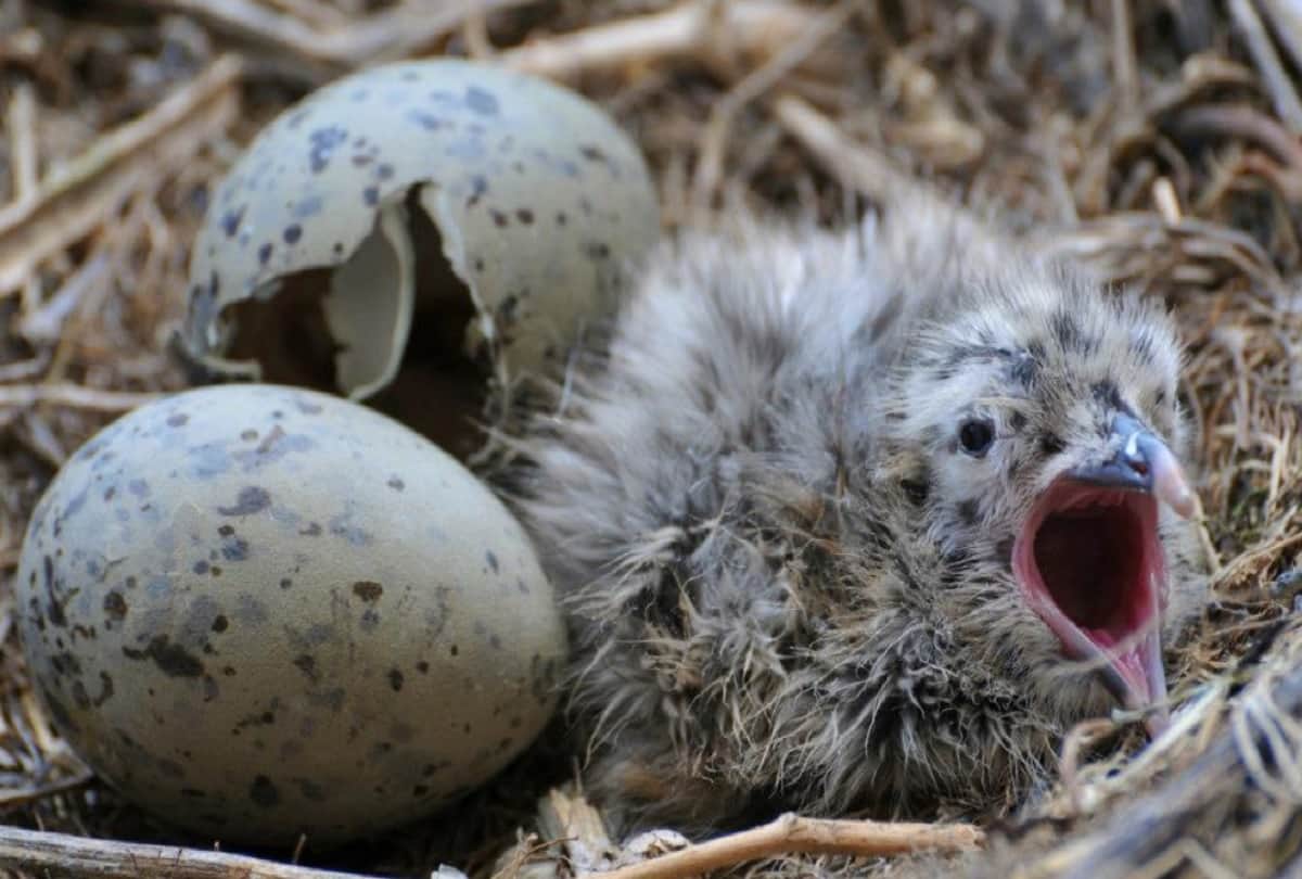 Bird Eggs Communicate to each other and Vibrate to Warn One Another on the time of Danger