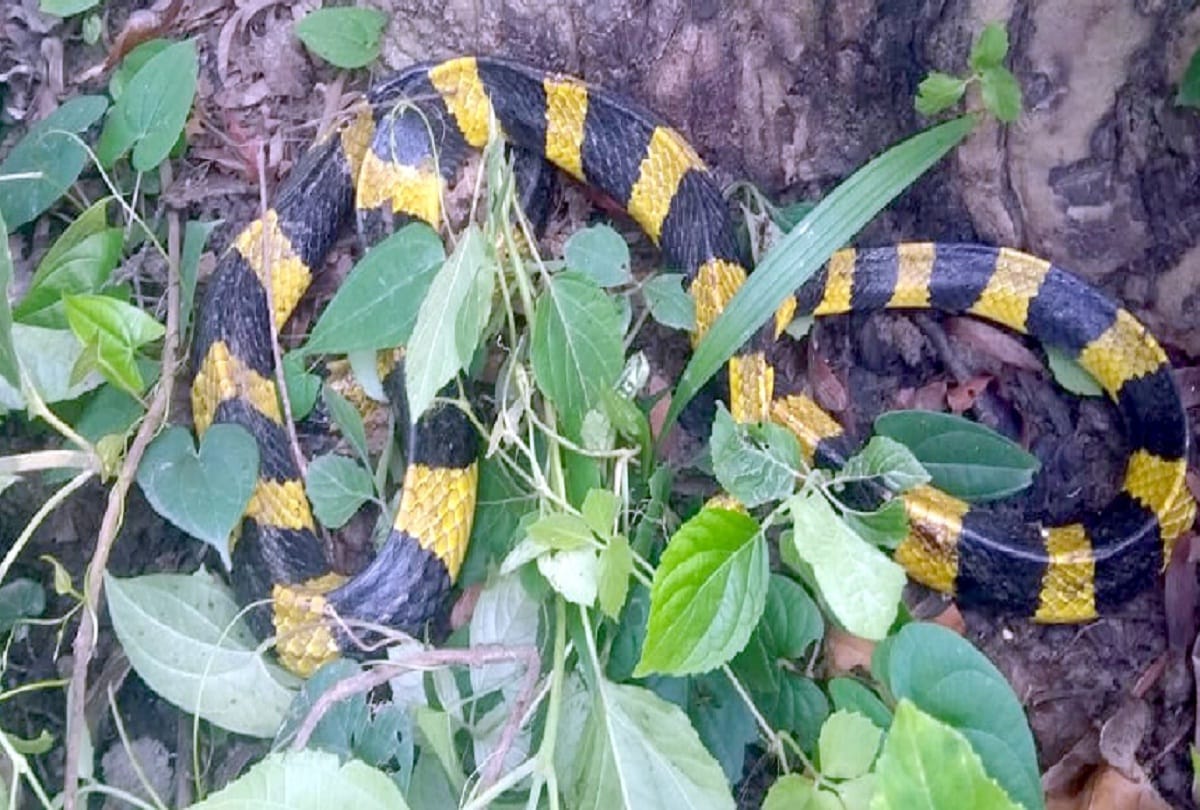 After 15 years villagers show banded krait snake, inform to forest department, Bareilly, UP