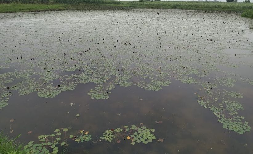 the reckless of admistration  pandwas pond sarvival in danger stage