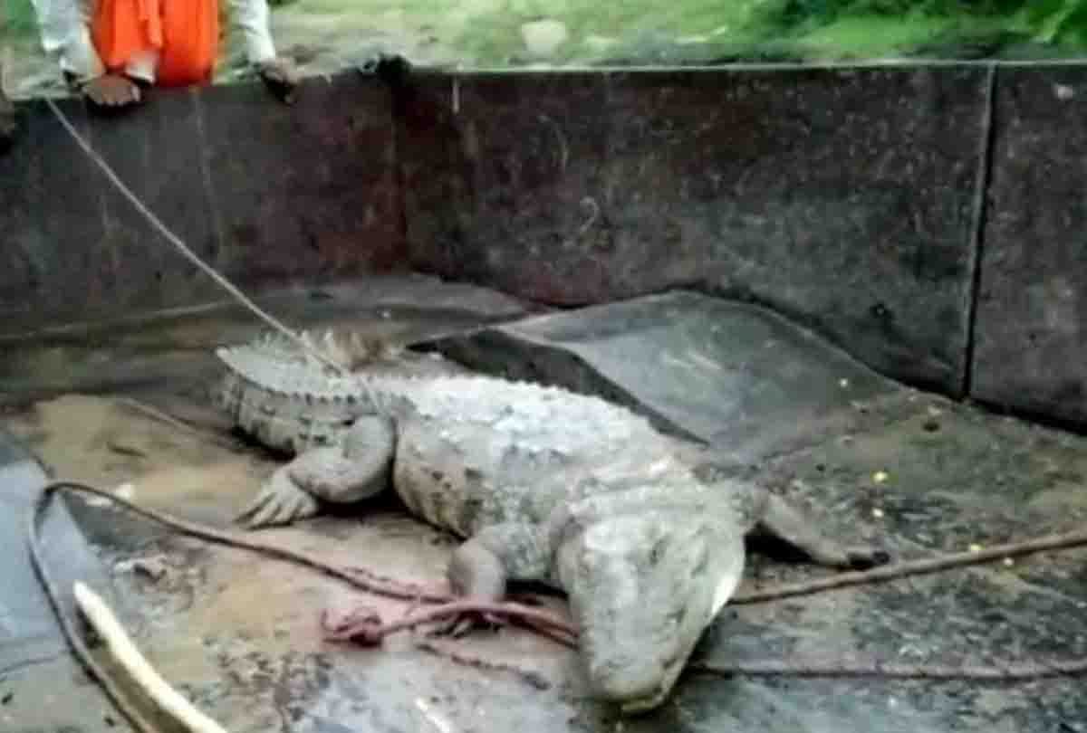 crocodile enterd in a village at jalaun