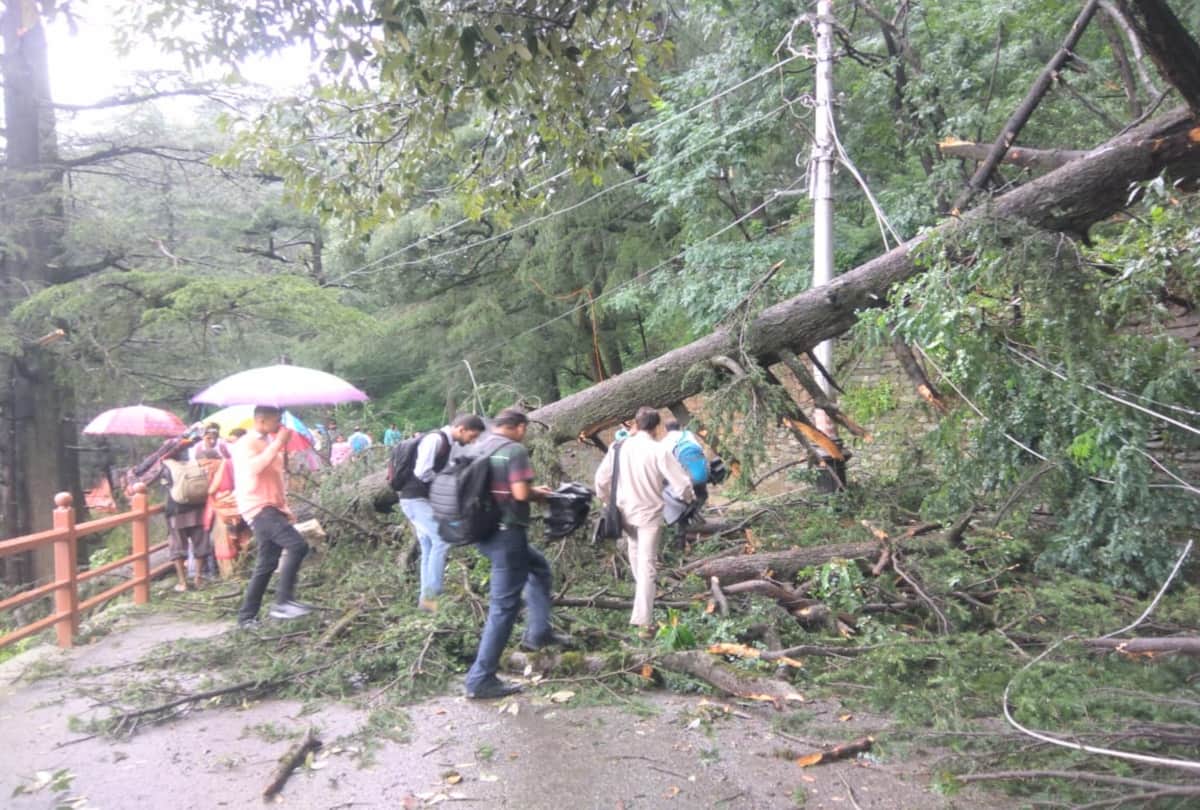 landslides and tree fell in shimla due to heavy rainfall