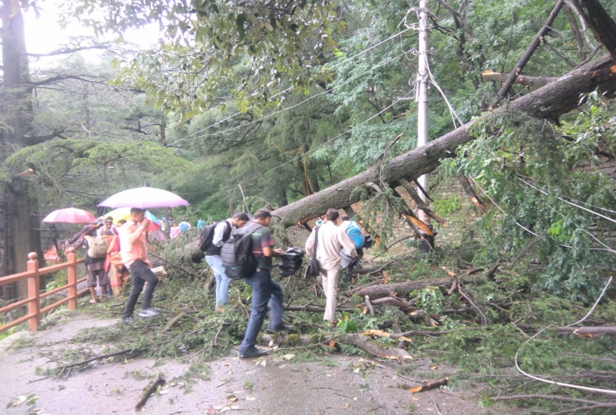 landslides and tree fell in shimla due to heavy rainfall