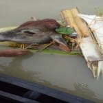 गौ तस्करी